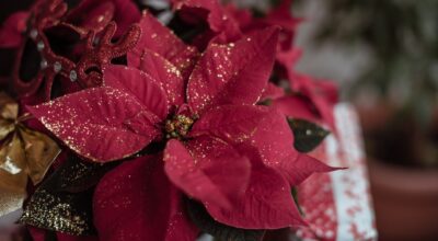 poinsettia